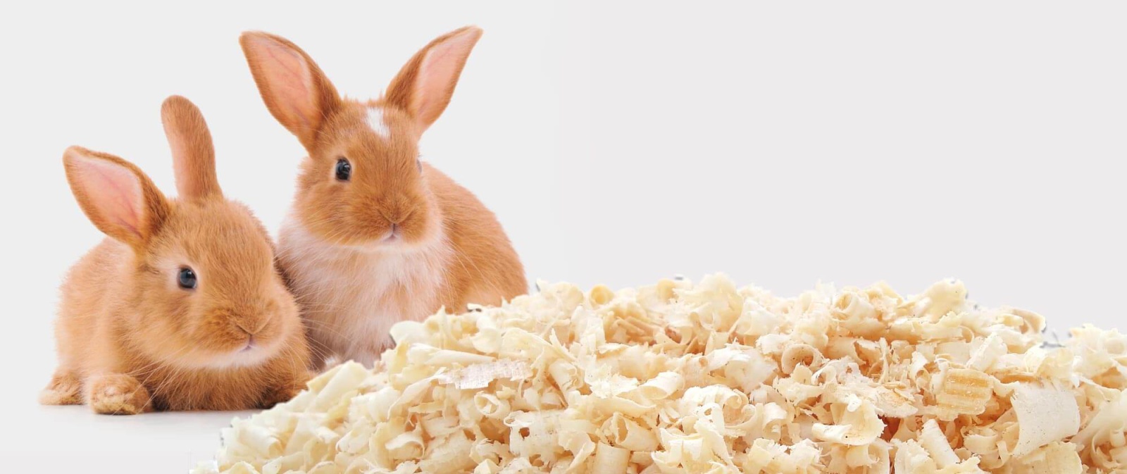 Pair of young domestic rabbits housed with animal bedding made from premium wood shavings